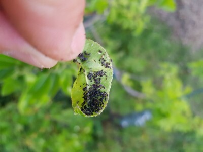 Kolonije lisnih vaši na kruškama Kolonije lisnih vaši na kruškama