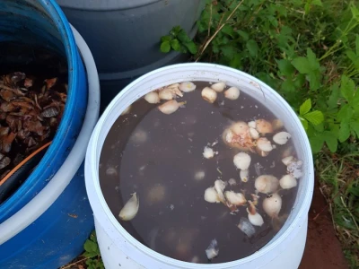 Kolonije lisnih vaši na kruškama