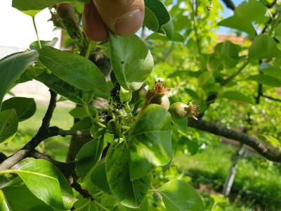 Kolonije lisnih vaši na kruškama Kolonije lisnih vaši na kruškama