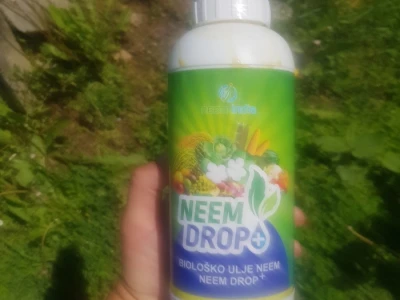 Kolonije lisnih vaši na kruškama