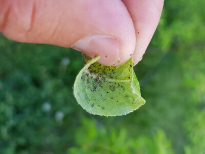 Kolonije lisnih vaši na kruškama Kolonije lisnih vaši na kruškama