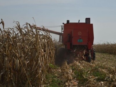 Žetva kukuruza