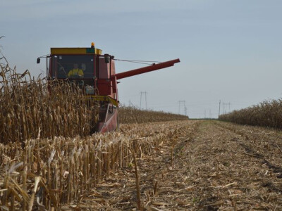 Skidanje kukuruza sa njiva