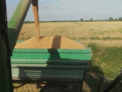Kombajniranje pšenice Kombajniranje pšenice