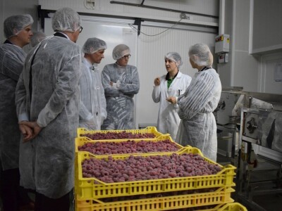 Kompanija Herbos Nature - prerada maline