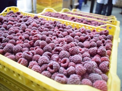 Kompanija Herbos Nature - prerada maline