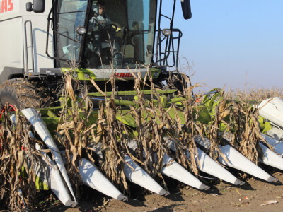 Komparativni pokus hibrida kukuruza - FAZOS