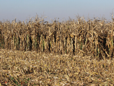 Komparativni pokus hibrida kukuruza - FAZOS