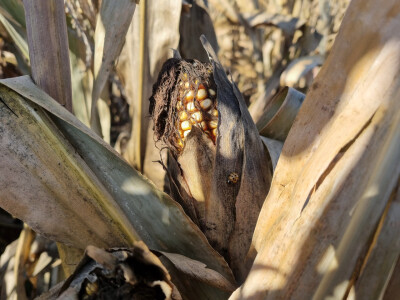 Komparativni pokus hibrida kukuruza - FAZOS