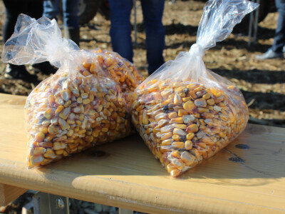 Komparativni pokus hibrida kukuruza - FAZOS