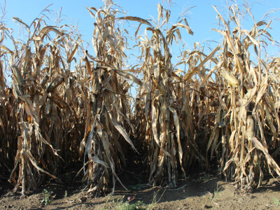 Komparativni pokus hibrida kukuruza - FAZOS