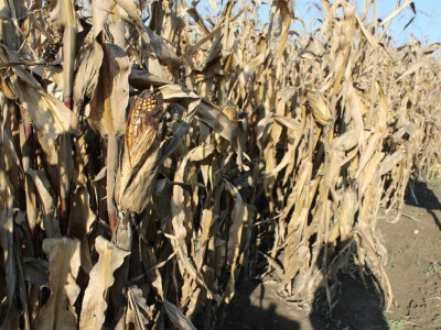 Komparativni pokus hibrida kukuruza - FAZOS