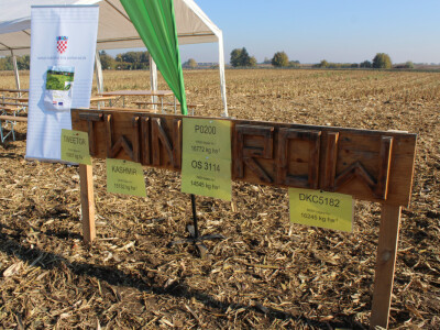 Komparativni pokus hibrida kukuruza - FAZOS