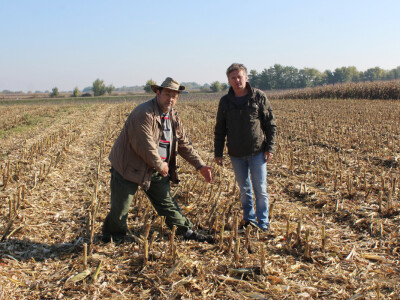 Komparativni pokus hibrida kukuruza - FAZOS