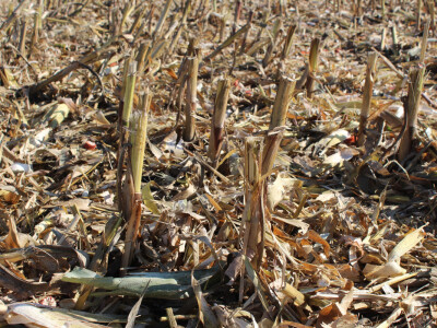 Komparativni pokus hibrida kukuruza - FAZOS