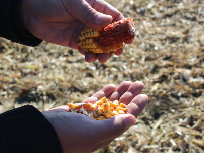 Komparativni pokus hibrida kukuruza - FAZOS