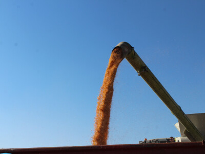 Komparativni pokus hibrida kukuruza - FAZOS