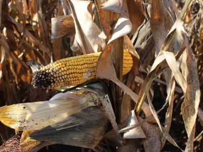 Komparativni pokus hibrida kukuruza - FAZOS