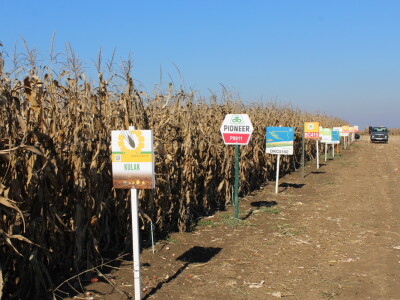 Komparativni pokus hibrida kukuruza - FAZOS