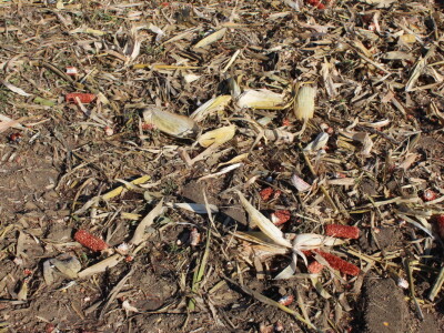 Komparativni pokus hibrida kukuruza - FAZOS