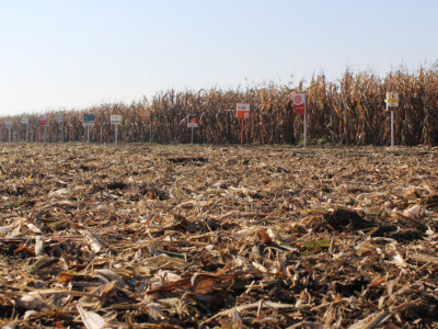 Komparativni pokus hibrida kukuruza - FAZOS