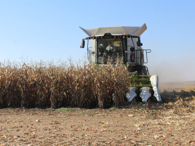 Komparativni pokus hibrida kukuruza - FAZOS