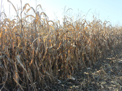 Komparativni pokus hibrida kukuruza - FAZOS