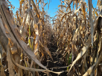 Komparativni pokus hibrida kukuruza - FAZOS