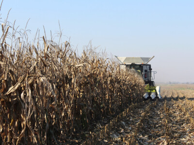Komparativni pokus hibrida kukuruza - FAZOS