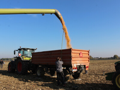 Komparativni pokus hibrida kukuruza - FAZOS