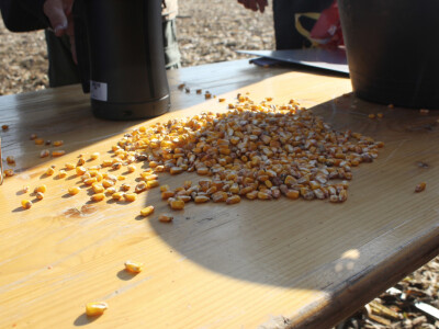 Komparativni pokus hibrida kukuruza - FAZOS