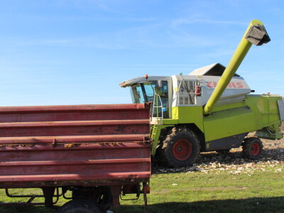 Komparativni pokus hibrida kukuruza na pokušalištu FAZOS-a