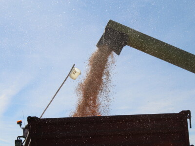 Komparativni pokus hibrida kukuruza na pokušalištu FAZOS-a