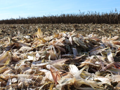 Komparativni pokus hibrida kukuruza na pokušalištu FAZOS-a