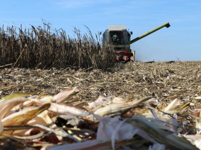 Komparativni pokus hibrida kukuruza na pokušalištu FAZOS-a