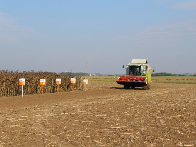 Komparativni pokus hibrida suncokreta na pokušalištu FAZOS-a