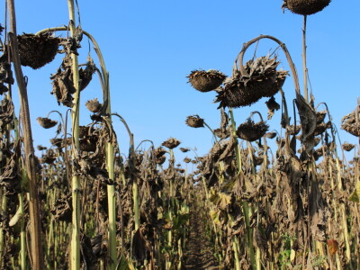 Komparativni pokus hibrida suncokreta na pokušalištu FAZOS-a
