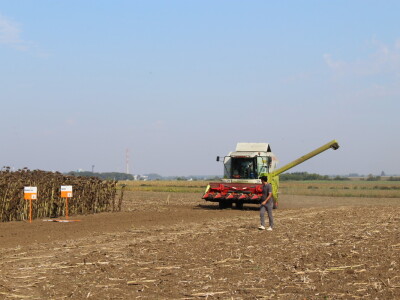 Komparativni pokus hibrida suncokreta na pokušalištu FAZOS-a