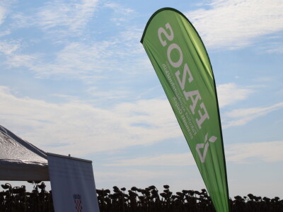 Komparativni pokus hibrida suncokreta na pokušalištu FAZOS-a