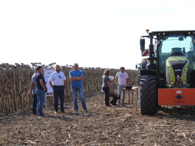 Komparativni pokus hibrida suncokreta na pokušalištu FAZOS-a
