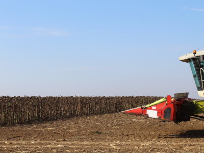 Komparativni pokus hibrida suncokreta na pokušalištu FAZOS-a
