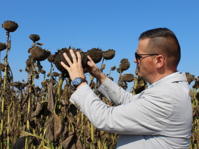 Komparativni pokus hibrida suncokreta na pokušalištu FAZOS-a