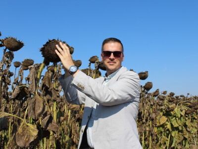 Komparativni pokus hibrida suncokreta na pokušalištu FAZOS-a