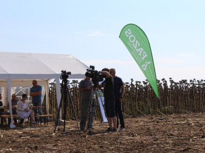 Komparativni pokus hibrida suncokreta na pokušalištu FAZOS-a