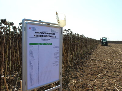 Komparativni pokus hibrida suncokreta na pokušalištu FAZOS-a