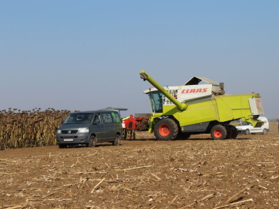 Komparativni pokus hibrida suncokreta na pokušalištu FAZOS-a