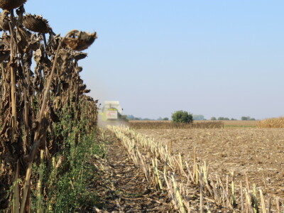Komparativni pokus hibrida suncokreta na pokušalištu FAZOS-a