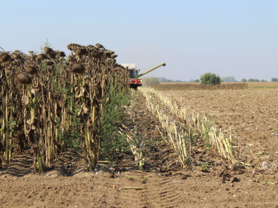 Komparativni pokus hibrida suncokreta na pokušalištu FAZOS-a
