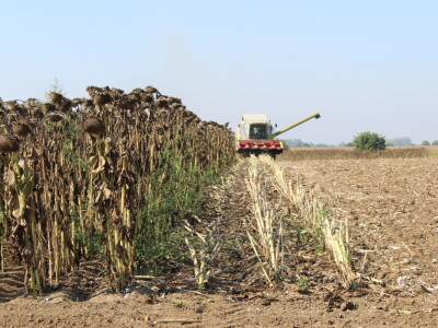 Komparativni pokus hibrida suncokreta na pokušalištu FAZOS-a