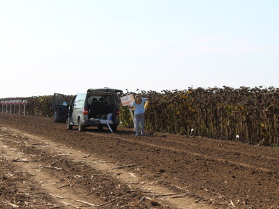 Komparativni pokus hibrida suncokreta na pokušalištu FAZOS-a